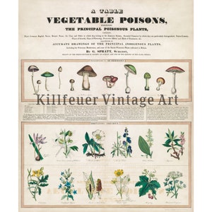 Poisonous Plants Poster Print, Botanical Wall Art, Gothic Home Decor, Botany, Witchy, Herbs, Flowers, Belladonna, Poison, Vintage, Garden image 2
