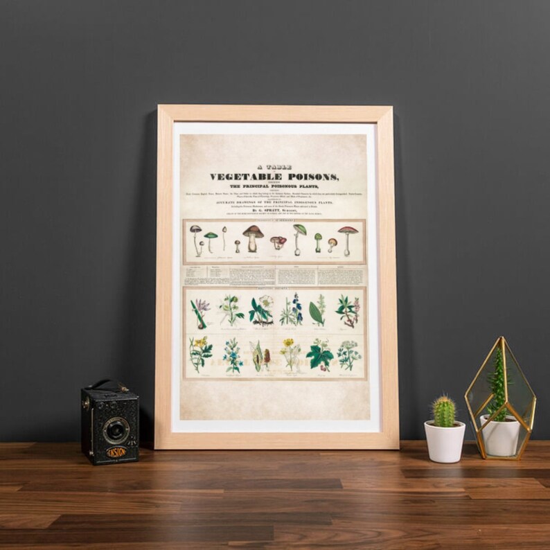 Poisonous Plants Poster Print, Botanical Wall Art, Gothic Home Decor, Botany, Witchy, Herbs, Flowers, Belladonna, Poison, Vintage, Garden image 10