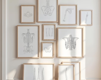 Minimalistische anatomieprintset - 12 kunst aan de muur menselijk skelet, medisch kantoordecor, kunst chiropractorkliniek, educatieve poster voor student cadeau