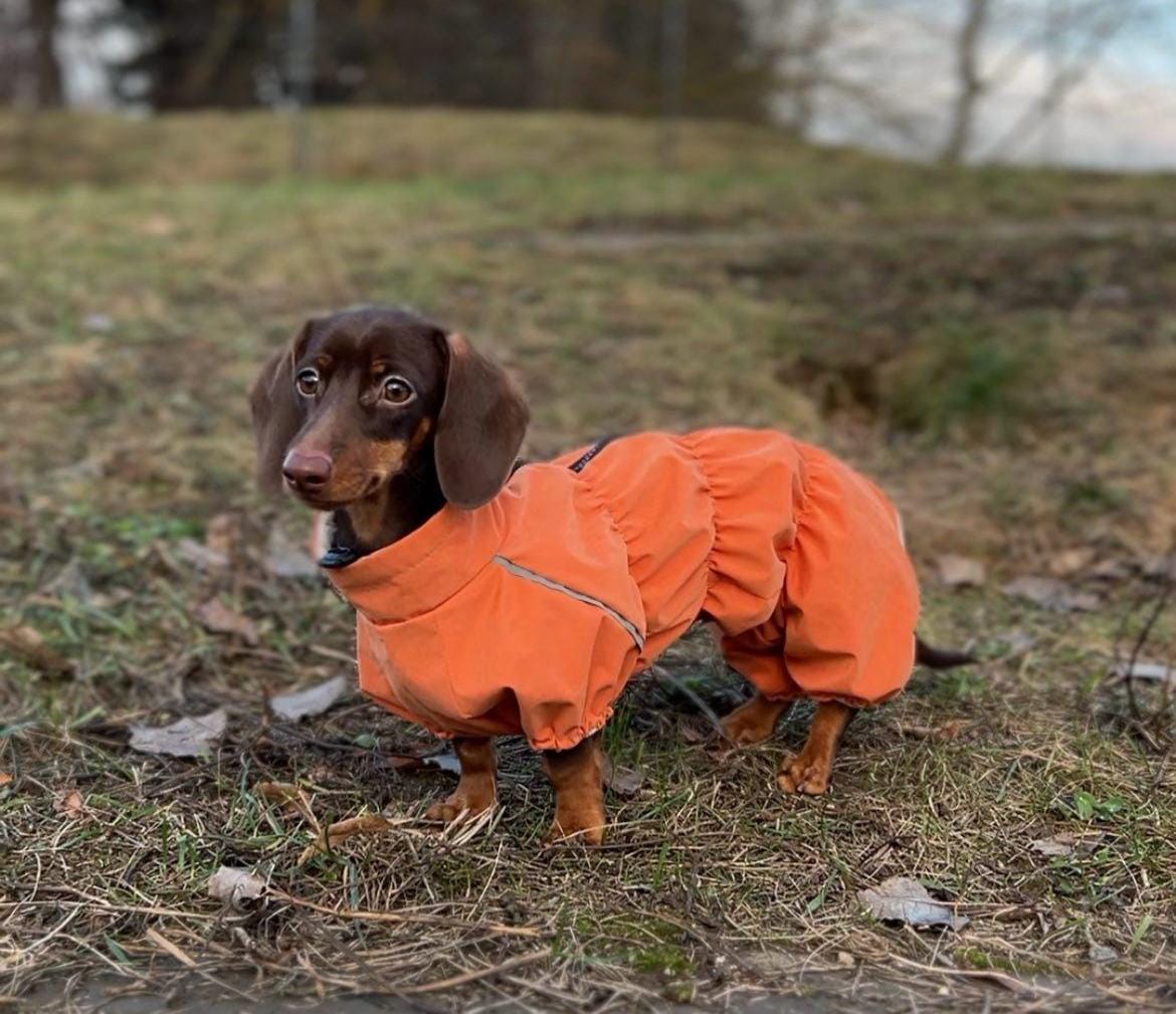 Jeans Dachshund Overalls Overalls For Dachshund