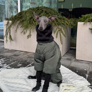May include: A grey Italian Greyhound dog wearing a black fur collar, an olive green jumpsuit, black socks, and black boots. The dog is sitting on a white, fluffy blanket. The background includes a concrete planter with evergreen branches.