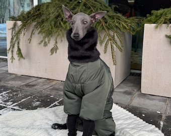 Mono de invierno a medida para galgo italiano (Levrette): cálido, impermeable y resistente al viento.