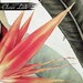 Tropical Bird of Paradise Peel and Stick Wallpaper Vibrant Botanical Design Wall Decor / 3039-A ...