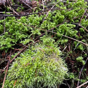 May include: Close-up of vibrant green moss, with a dense, textured appearance. The moss is interspersed with brown twigs, pine needles, and small bits of forest debris, creating a natural, earthy scene.