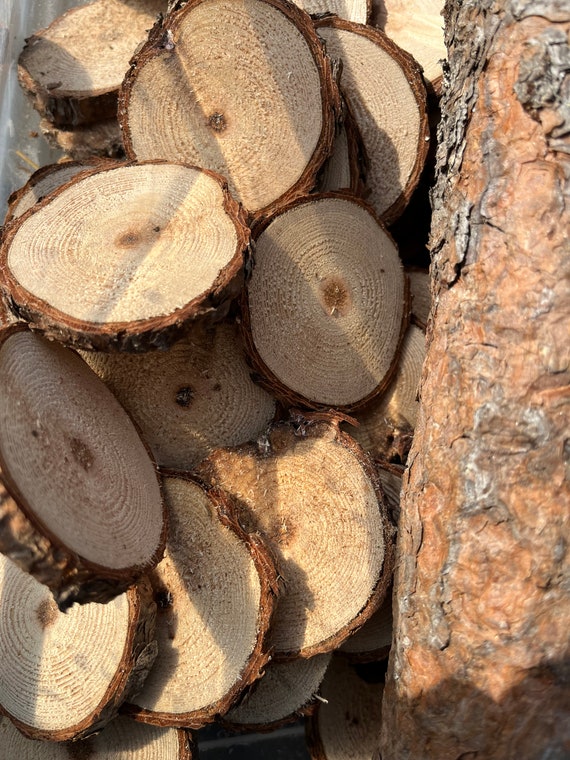 Pine Rounds Live Edge Wood Rounds Natural Wood Rounds Etsy