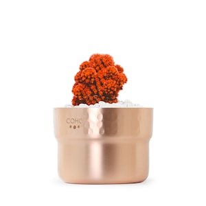 May include: A copper-coloured planter with a textured finish, containing a bright orange cactus. The planter holds white pebbles and has the word "COHO" and three dots printed on the side. The plant is set against a white background.