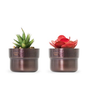 May include: Two copper-coloured planters, each containing a different succulent. One has a green, spiky plant with small pebbles, and the other has a vibrant red, petal-like succulent. The planters have the word "COHO" printed on them.