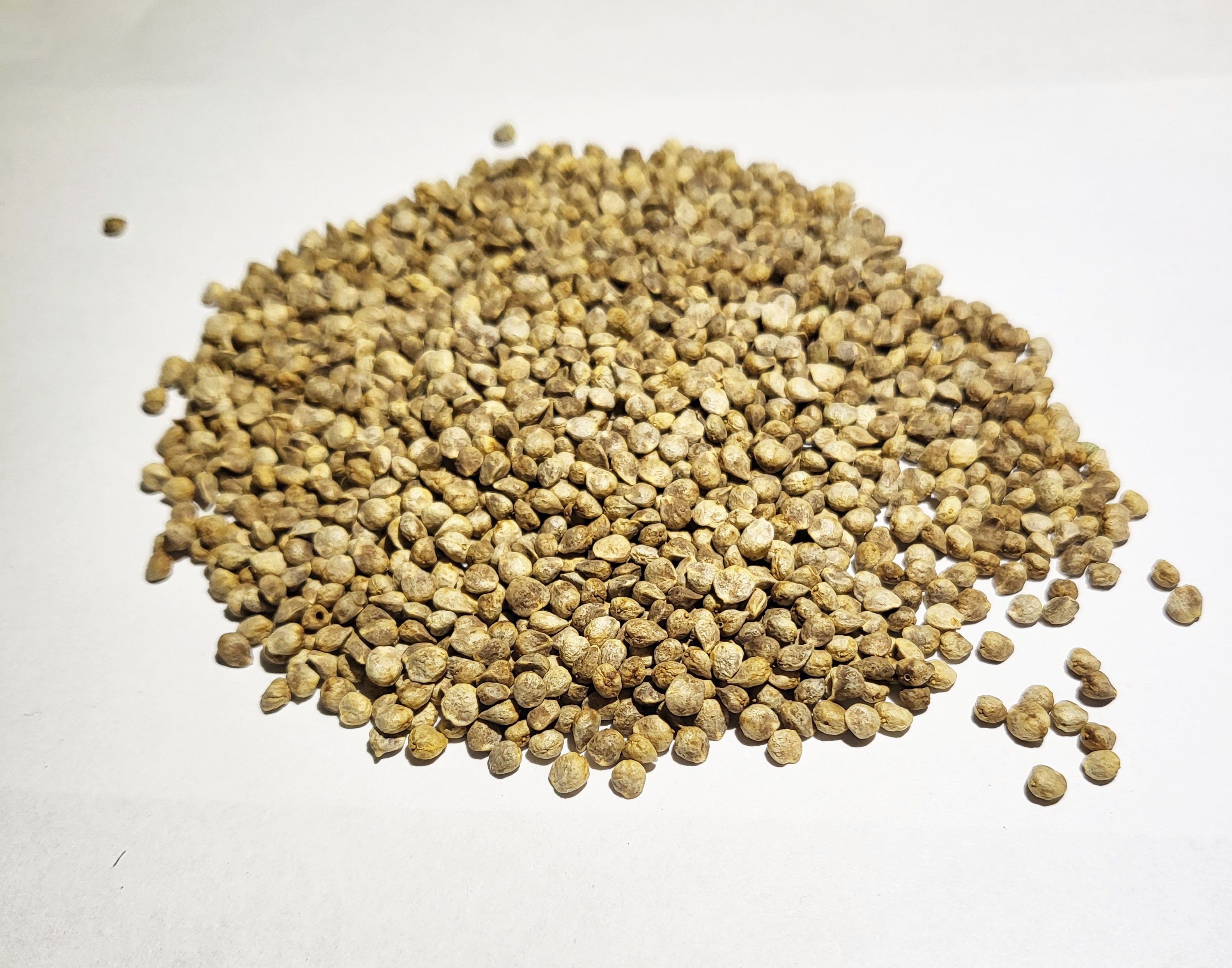 Spinach - Microgreen Seeds RFS - Etsy