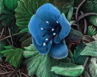 My Original Art of the Desert Bluebell Flower made into Giclée prints