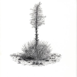 Parry&#39;s Nolina or Giant Nolina of Joshua Tree National Park My Original Pen and Ink Drawing made into Giclée Prints