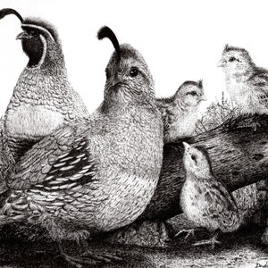 Gambel&#39;s Quail of Joshua Tree National Park, Giclée Pen & Ink Printed from My Original Drawing