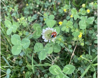 Mensaje canalizado de tus guías