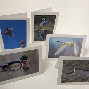 Fotografische Wasservögel Grußkarten von East Coast Naturfotograf Jim Ward