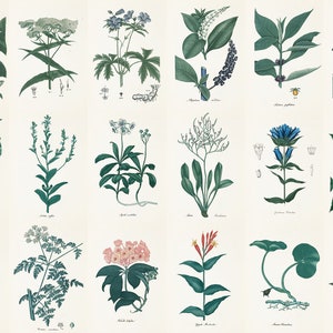Set of 18, 19C Vintage Botanical Art Prints Bundle, Vintage Wall Collage Kit, American Medical Botany, By Jacob Bigelow, DIGITAL DOWNLOAD