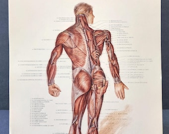 Atlas of Anatomy 2020 4th Edition Ebook Pdf - Etsy