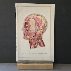 Lithographed Anatomy of the Human Head: A Curiosity. Vintage circa 1930