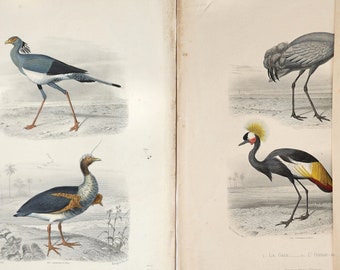 Antique Hand-Tinted Bird Engravings 1885. Garnier Frères ed. Lithographed by Imprimerie Lamoureux