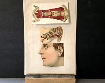 May include: Anatomy chart featuring three detailed illustrations. The top image depicts a cross-section of the human torso, the middle shows an ear's internal structure, and the bottom is a profile of a human head. The chart is mounted on a wooden base.