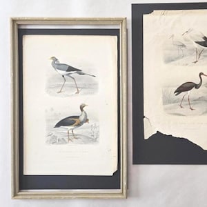 Puede incluir: Dos grabados de aves vintage enmarcados. Una impresión, enmarcada en beige claro, muestra dos ilustraciones de aves en gris, negro y blanco. La segunda impresión, sin marco, muestra tres ilustraciones de aves.