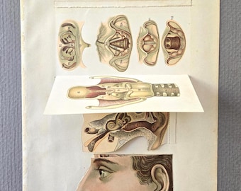 May include: Vintage anatomical illustrations of the human head and ear, featuring detailed diagrams of the inner ear, throat, and a side profile of a man's face. The illustrations are in shades of brown, red, and beige.