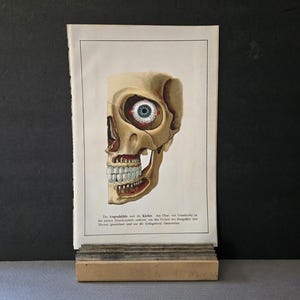 Anatomy of the eye and jaw. Coloured vintage medical lithograph. Curio c1930