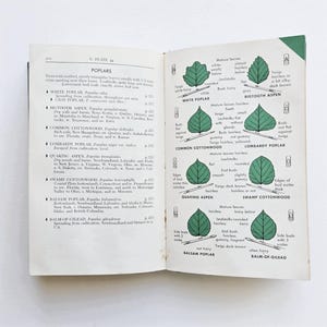 Könnte beinhalten: Aufgeschlagenes Buch mit botanischen Illustrationen von Pappelbaumblättern. Die Seite zeigt Diagramme und Beschreibungen verschiedener Pappelarten, darunter die Weißpappel und die Zitterpappel.