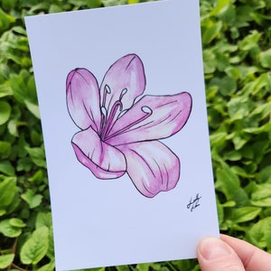 Pink rhododendron flower watercolor painting - print