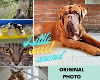 Fotos únicas de vários animais tiradas por mim. pode ser usado para pôsteres, papéis de parede, temas, desktops móveis e laptops. Arquivo jpg de ALTA QUALIDADE