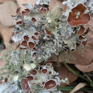 Organic Live Lichen(2g) | Sustainably Harvested, Clean, Unpreserved, & Ready to Use