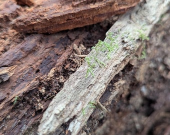 Southern Red Oak Rot Wood Chunks