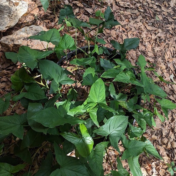 Emerald Gem Arrowhead Cuttings * Non-Variegated Syngonium Podophyllum * Perennial Garden Plant & Houseplant * Goosefoot * American Evergreen