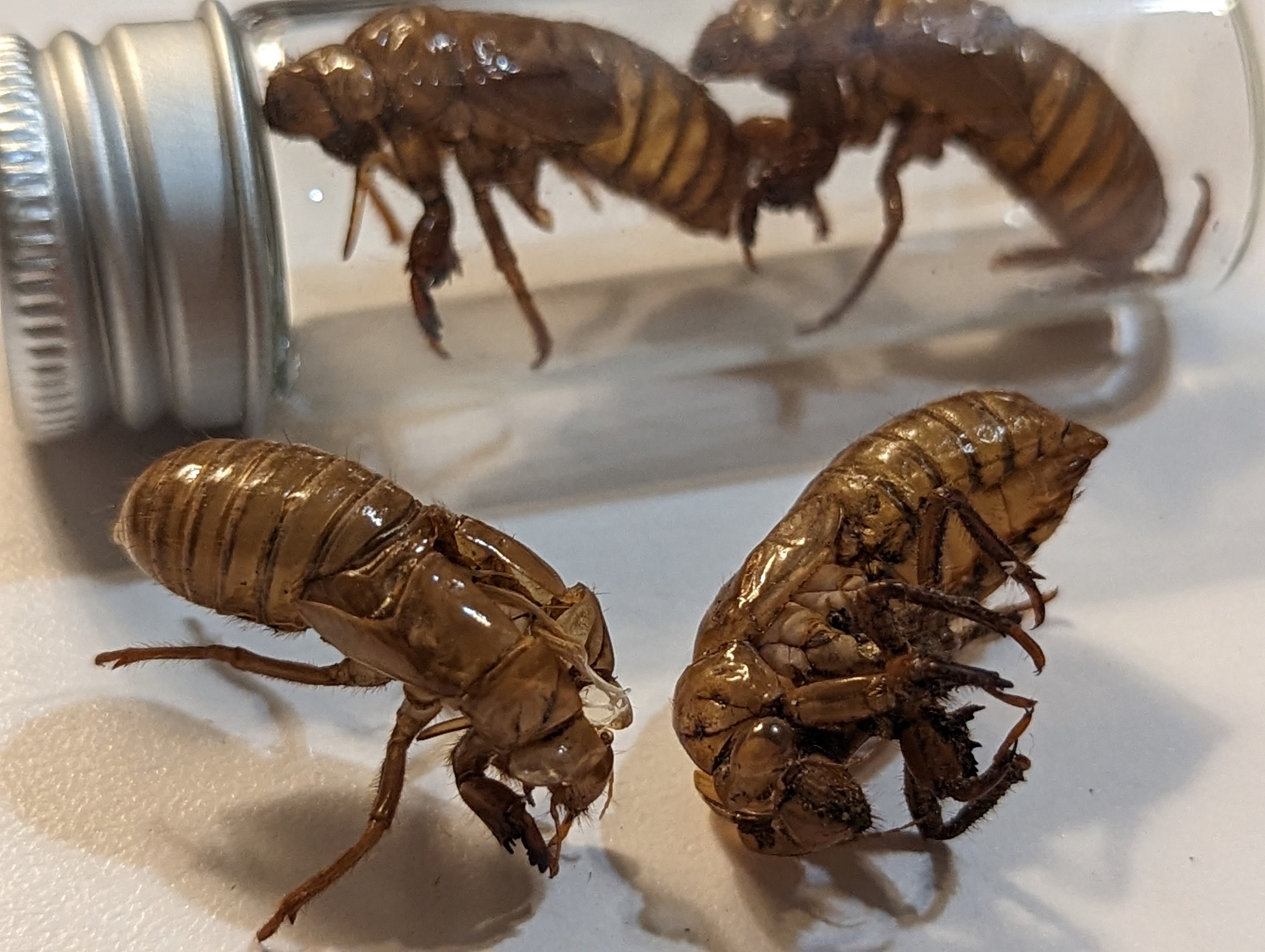 Cicada XIX Exoskeleton 2024 Specimens, Great Southern Brood Shells, 13-Year Periodical Cicadas in Glass Vials for Class, Crafts, & Hobbies