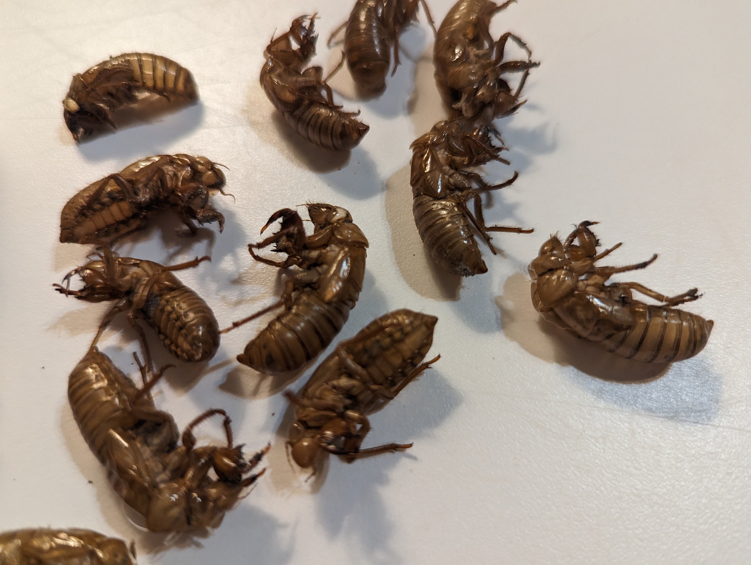 Cicada XIX Exoskeletons, 2024 Specimens | Great Southern Brood, 13-year ...