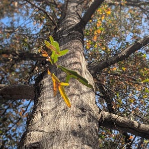May include: A tall tree trunk with rough, textured bark, viewed from a low angle. The tree's branches reach upwards, adorned with green, yellow, and brown leaves against a blue sky. The image captures a natural, outdoor scene.