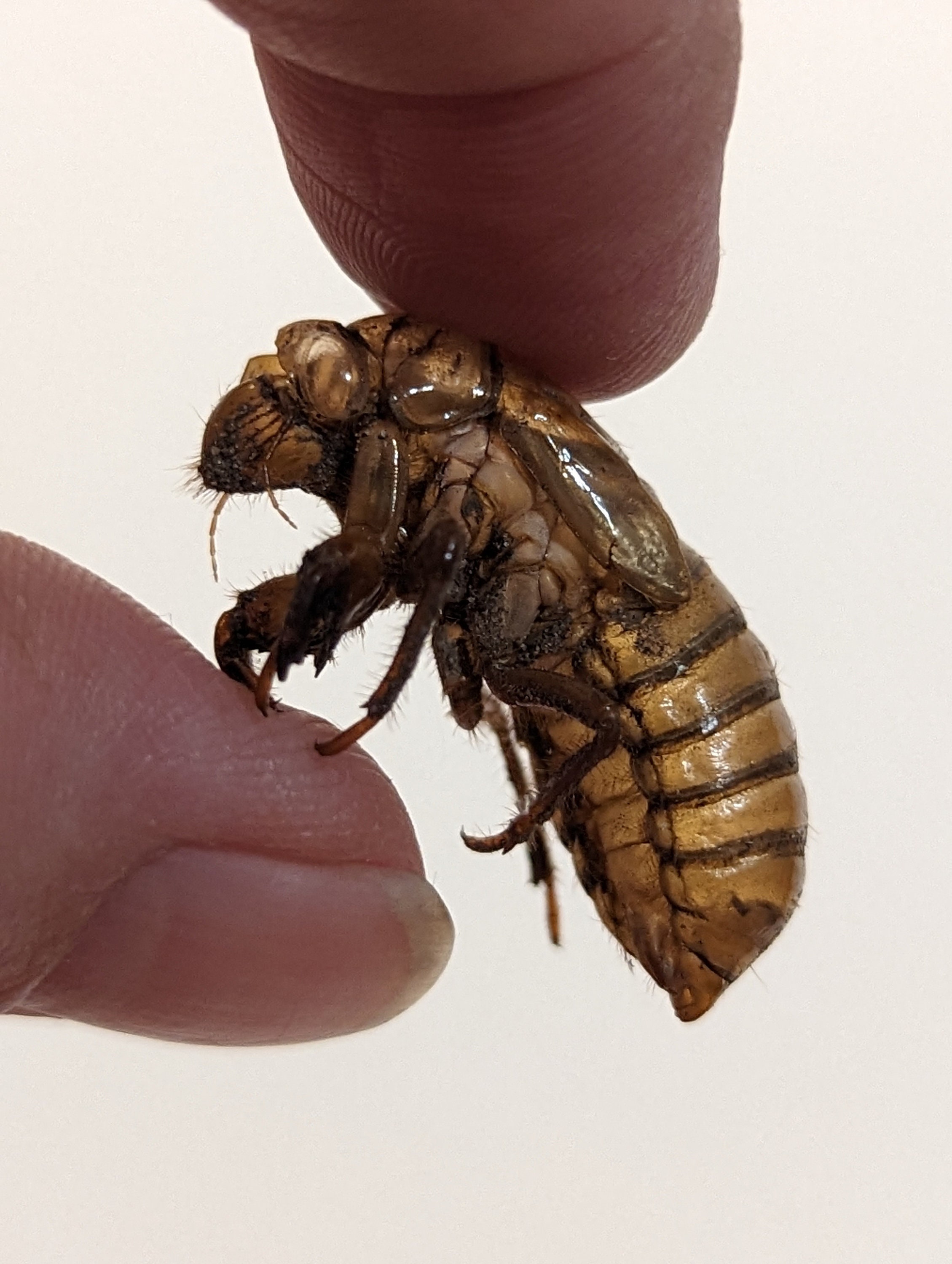 Cicada XIX Exoskeletons, 2024 Specimens | Great Southern Brood Shells ...