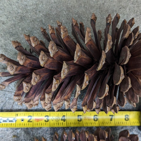Large Pine Cones Etsy