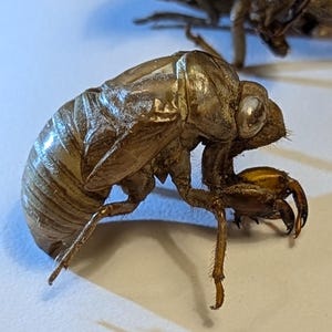 May include: Close-up of two brown cicada exoskeletons. The exoskeletons are detailed, showing the insect's form, with visible eyes, legs, and segmented bodies. The exoskeletons are on a white surface, with one in the foreground and another slightly out of focus in the background.