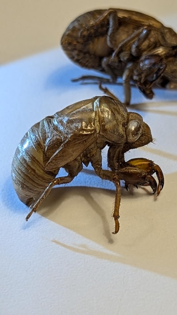 スミス M.S.L.C Brown Cicada 10 Cicada XIV Brood Exoskeletons | 17-year Periodical Cicada Shells