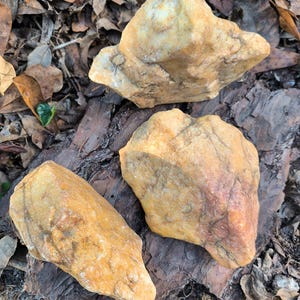 May include: Three smooth, yellow-brown stones with a variety of textures and patterns. The stones are sitting on a piece of weathered wood with brown leaves scattered around.