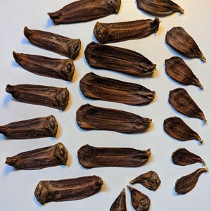 May include: An overhead shot displays a collection of dried, brown seed pods and petals scattered on a white surface. The pods are elongated with a textured surface, while the petals are flat and curved, showcasing natural botanical elements.