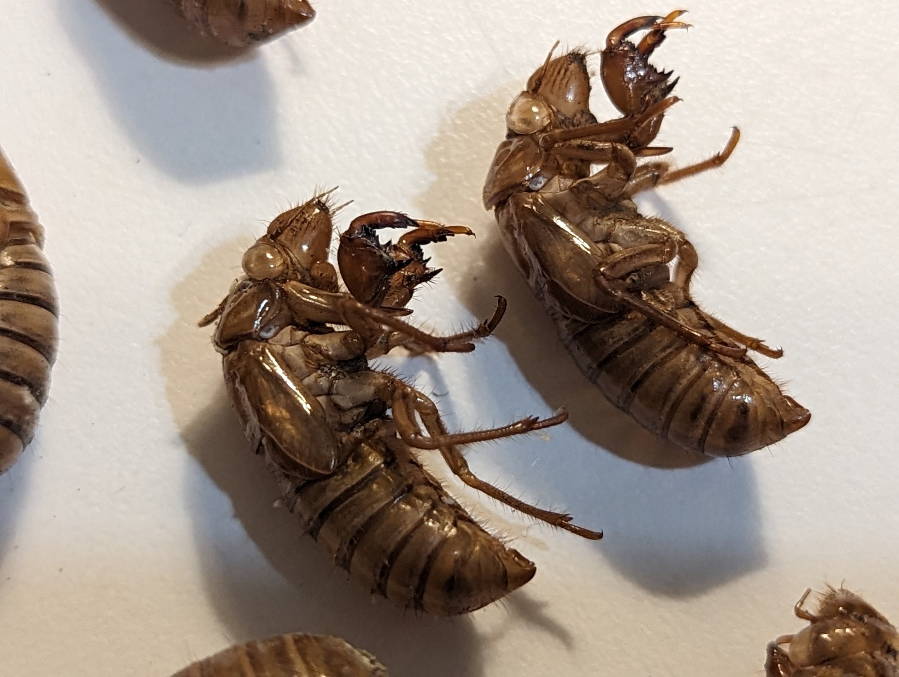 Cicada XIX Exoskeletons, 2024 Specimens | Great Southern Brood, 13-year ...