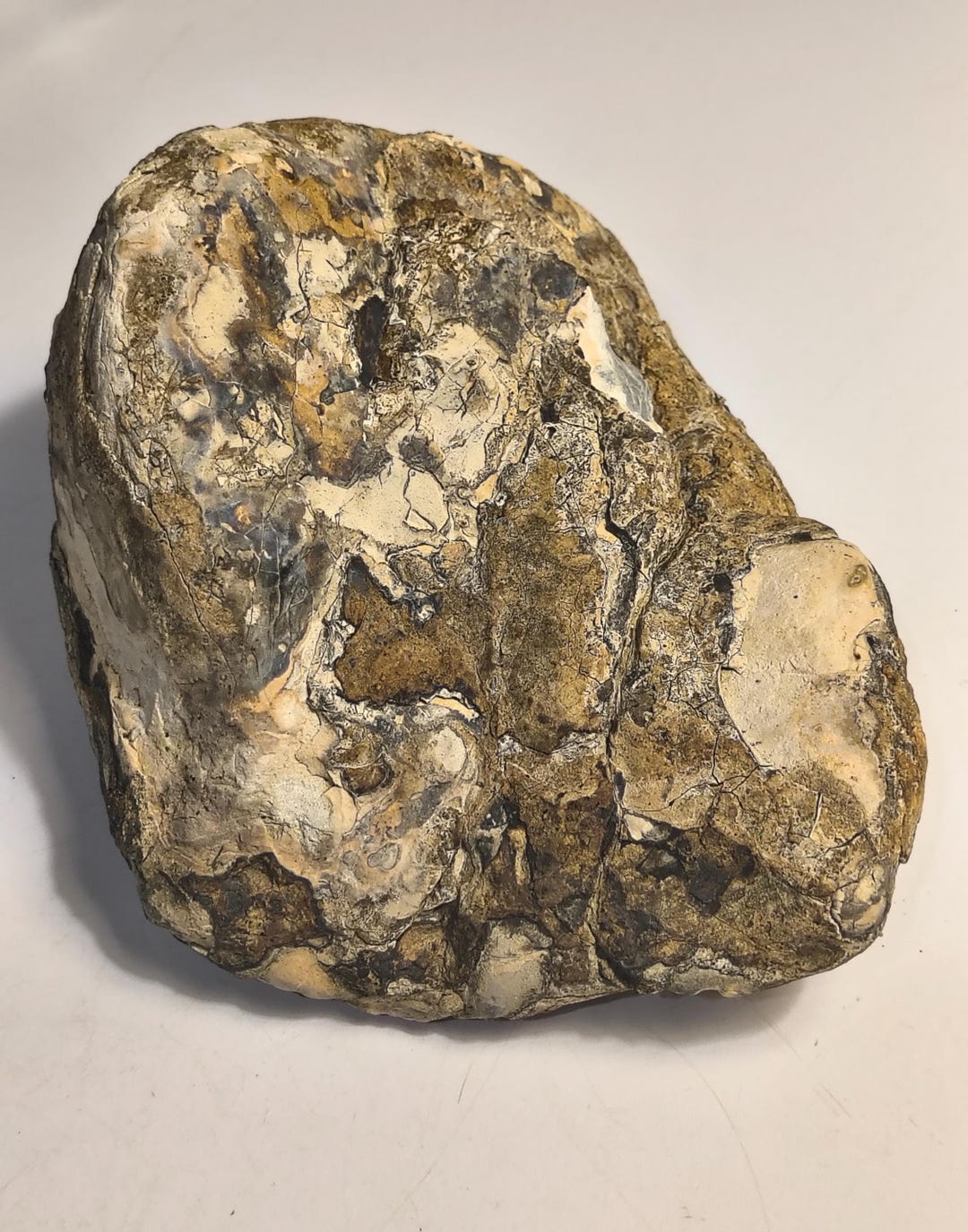Rough Septarian Nodule Large, Dragon Stone, Sedimentary Rock, or ...