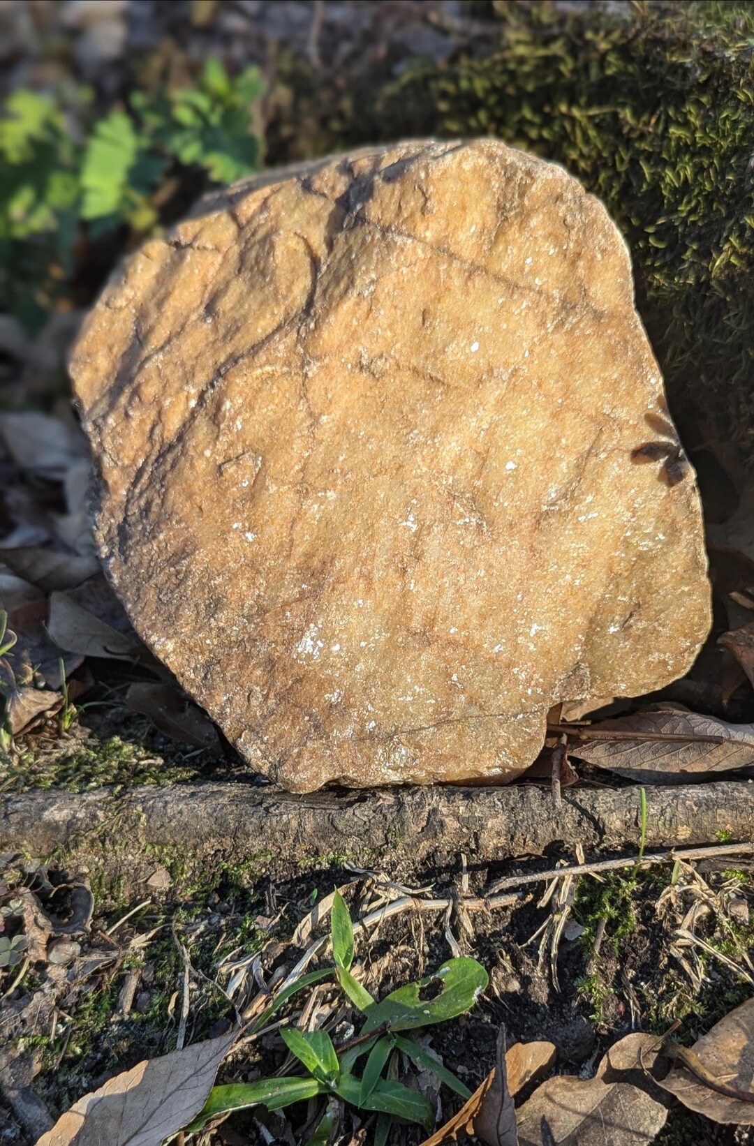 Cinnamon & Spice Veined Quartzite: Large, Metamorphic Specimen ...