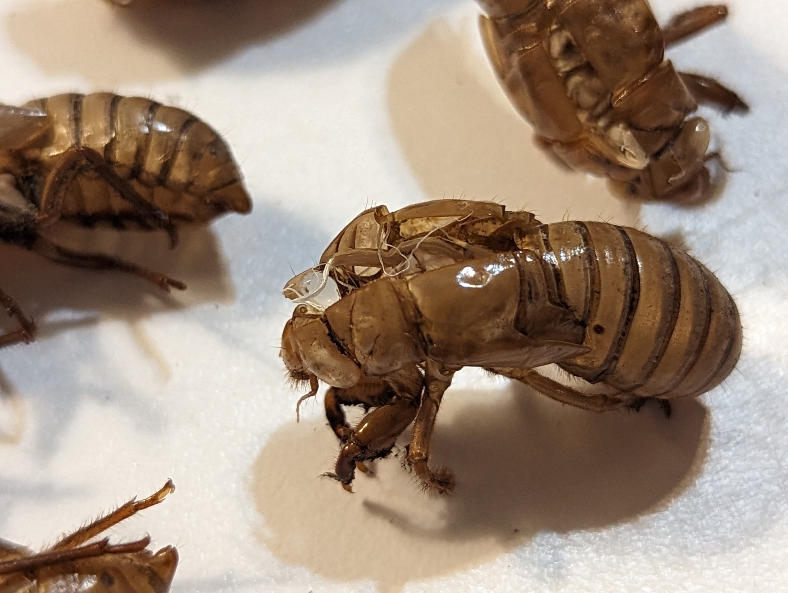Cicada XIX Exoskeletons, 2024 Specimens | Great Southern Brood, 13-year ...