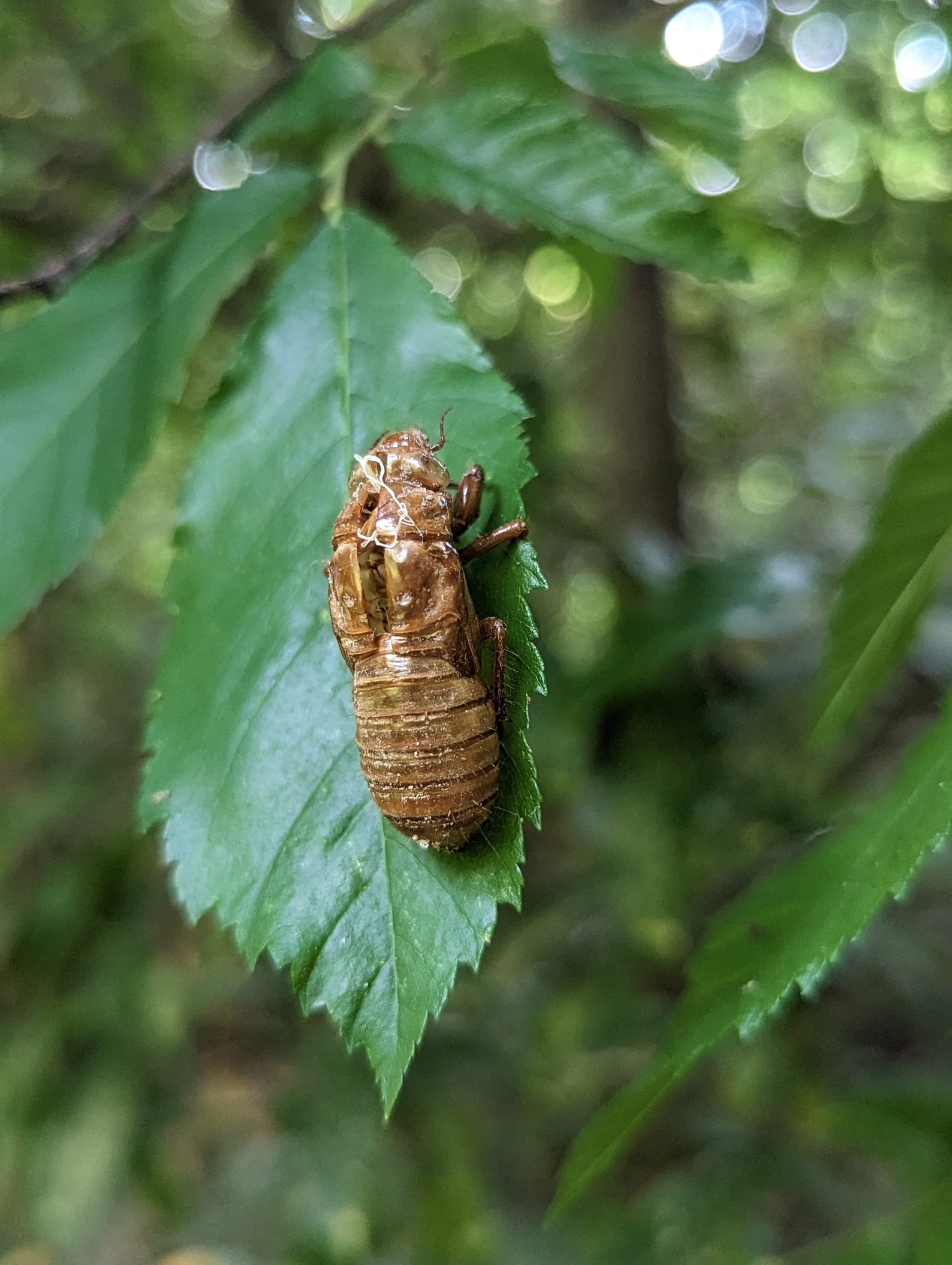 Cicada XIX Exoskeletons, 2024 Specimens | Great Southern Brood Shells ...