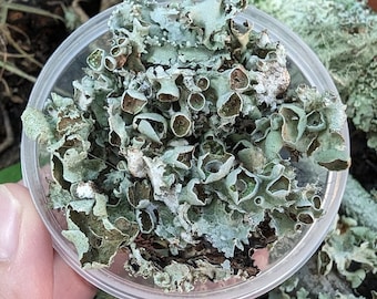 Live Lichen * 100% Organic * 2 Grams * Terrarium, Plant Décor, Wall Art * Not Preserved Tree Lichens