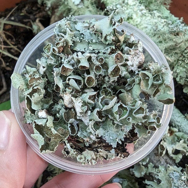 Live Lichen * 100% Organic * 2 Grams * Terrarium, Plant Décor, Wall Art * Not Preserved Tree Lichens