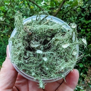Live Tree Moss * 2 Grams * 100% Organic Usnea & Tree Mosses Mix * Terrarium, Plant Décor, Wall Art Accessory, Tinctures * Not Preserved