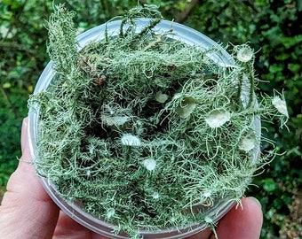 Live Tree Moss * 2 Grams * 100% Organic Usnea & Tree Mosses Mix * Terrarium, Plant Décor, Wall Art Accessory, Tinctures * Not Preserved