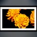 Printable Marigold Flower - Etsy